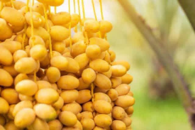 عيب يا زلمة ؟!