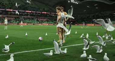 طيور النورس تغزو ملعب ملبورن وتخطف الأضواء فى الدورى الأسترالى.